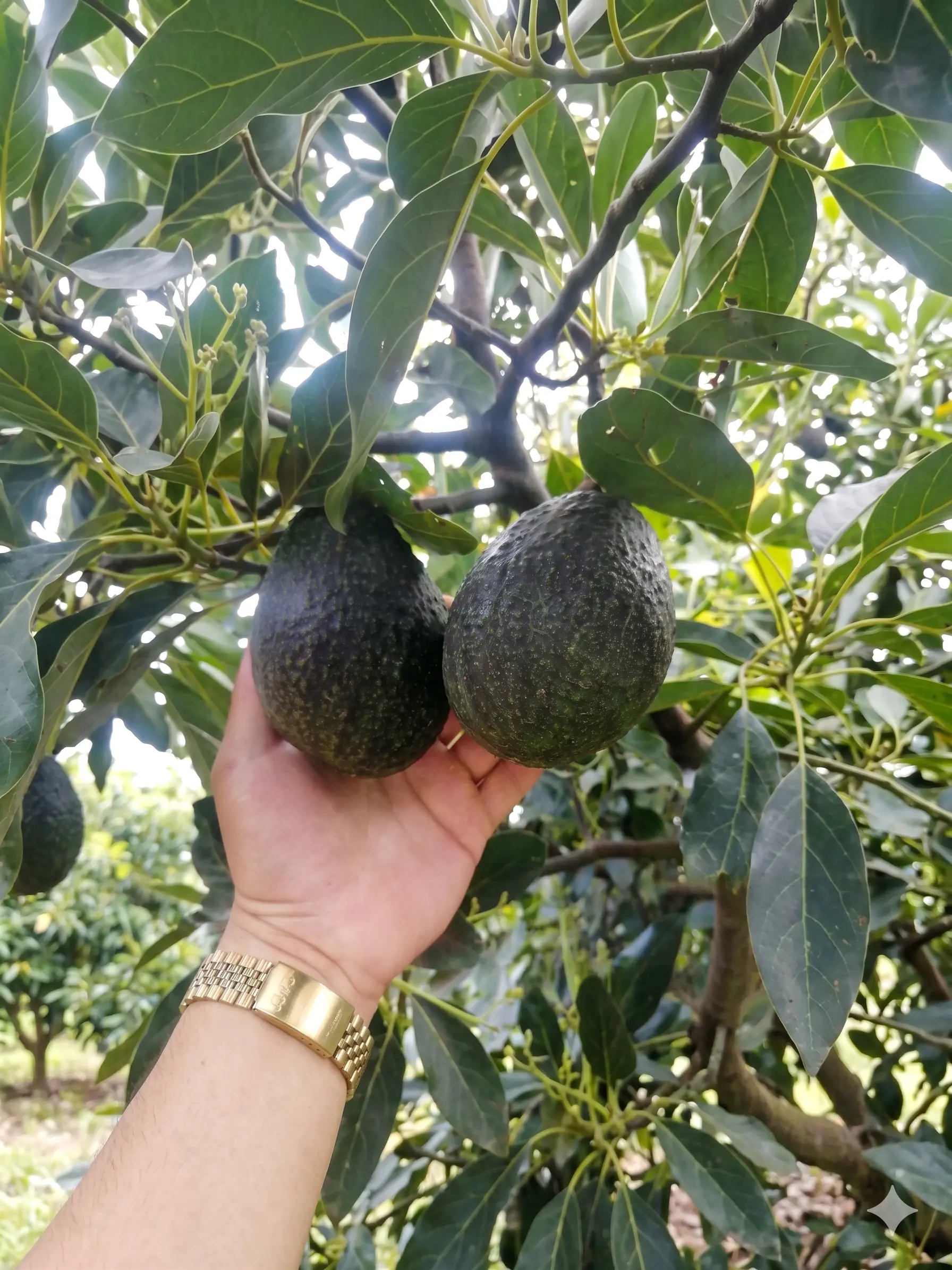 Aguacate Hass producido con AZVER biofertilizante orgánico