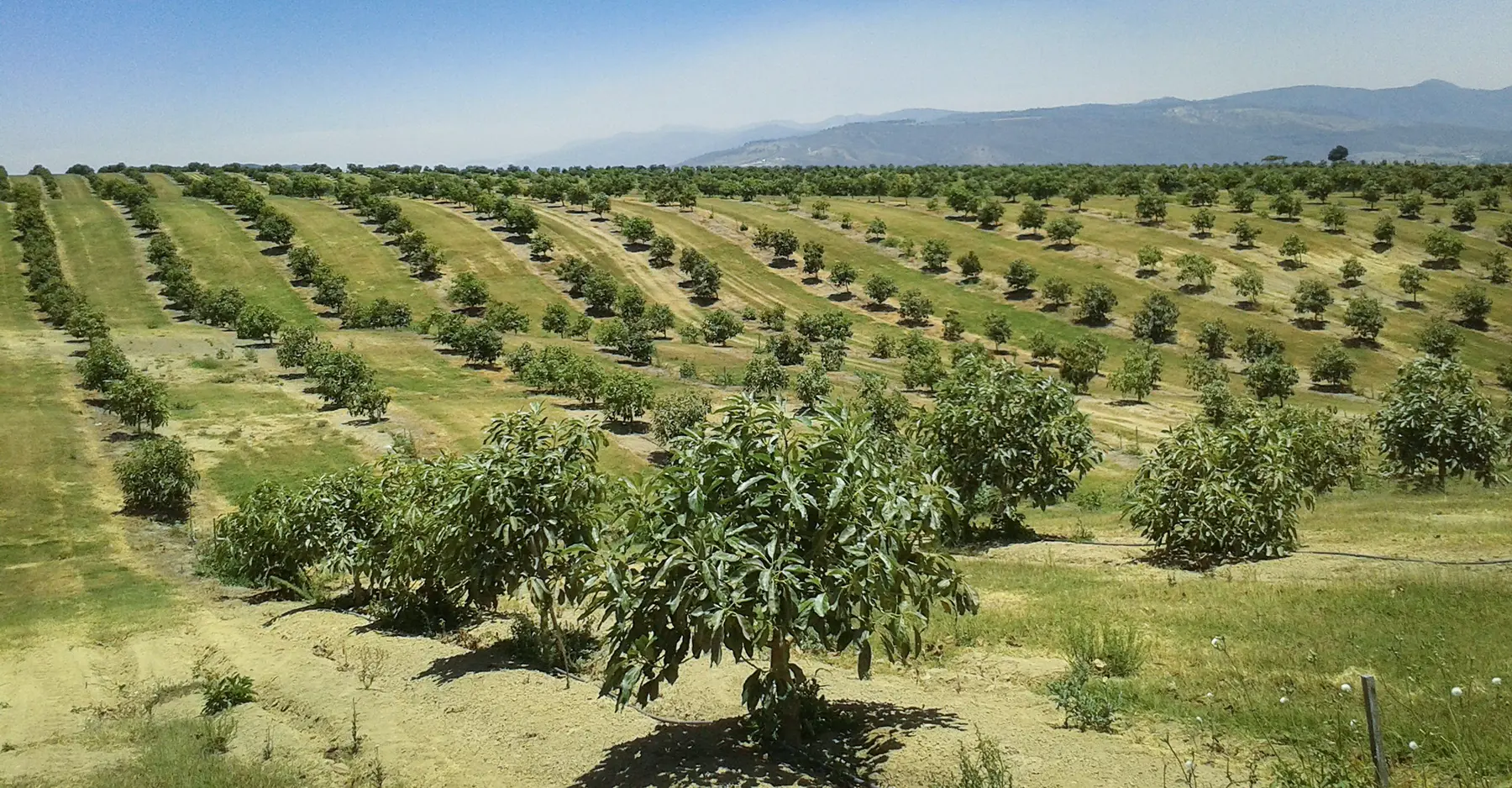 Rancho y cultivo de aguacate en Jalisco tratado con AZVER biofertilizante orgánico